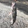 pawnebay
